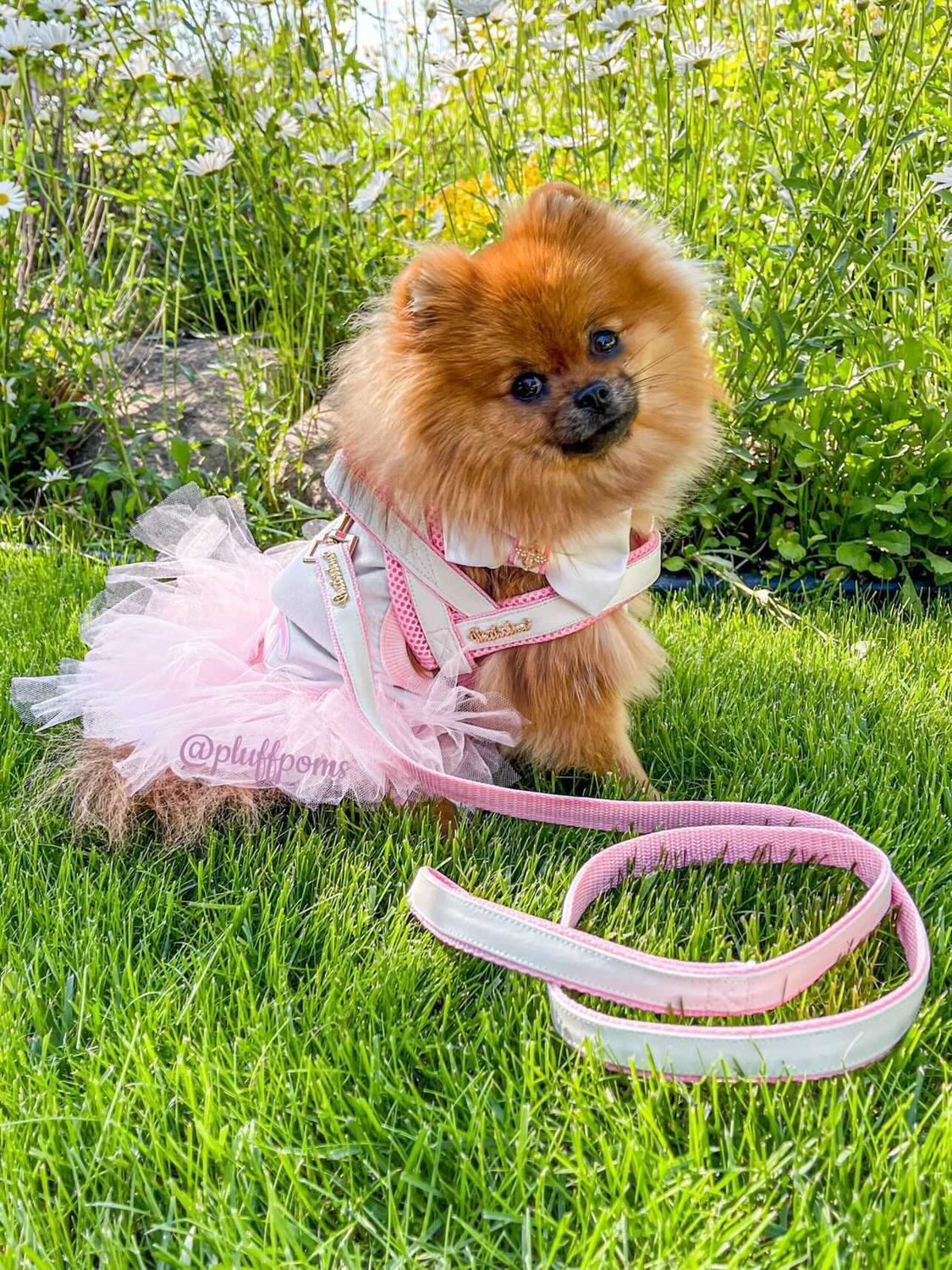 Puccissime Pet Couture Dog Wearing Dog Harness